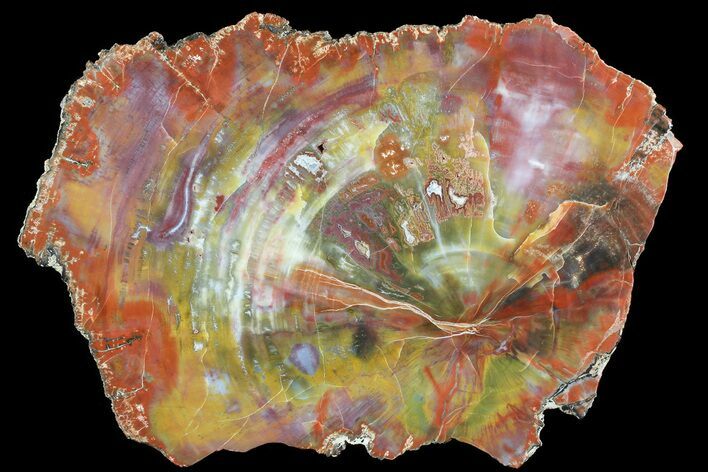 Brilliant, Colorful Arizona Petrified Wood Slab - #74081